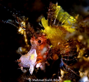 Filamentosa scorpionfish. One of rare species. by Mehmet Salih Bilal 